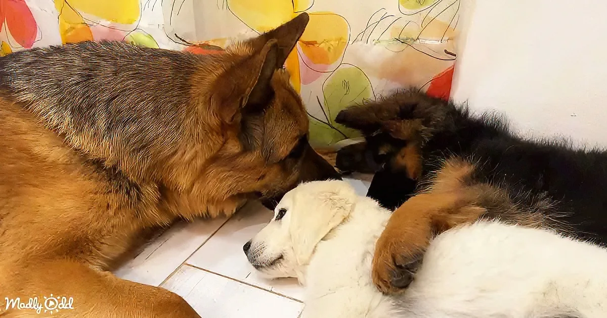 German Shepherd and puppies