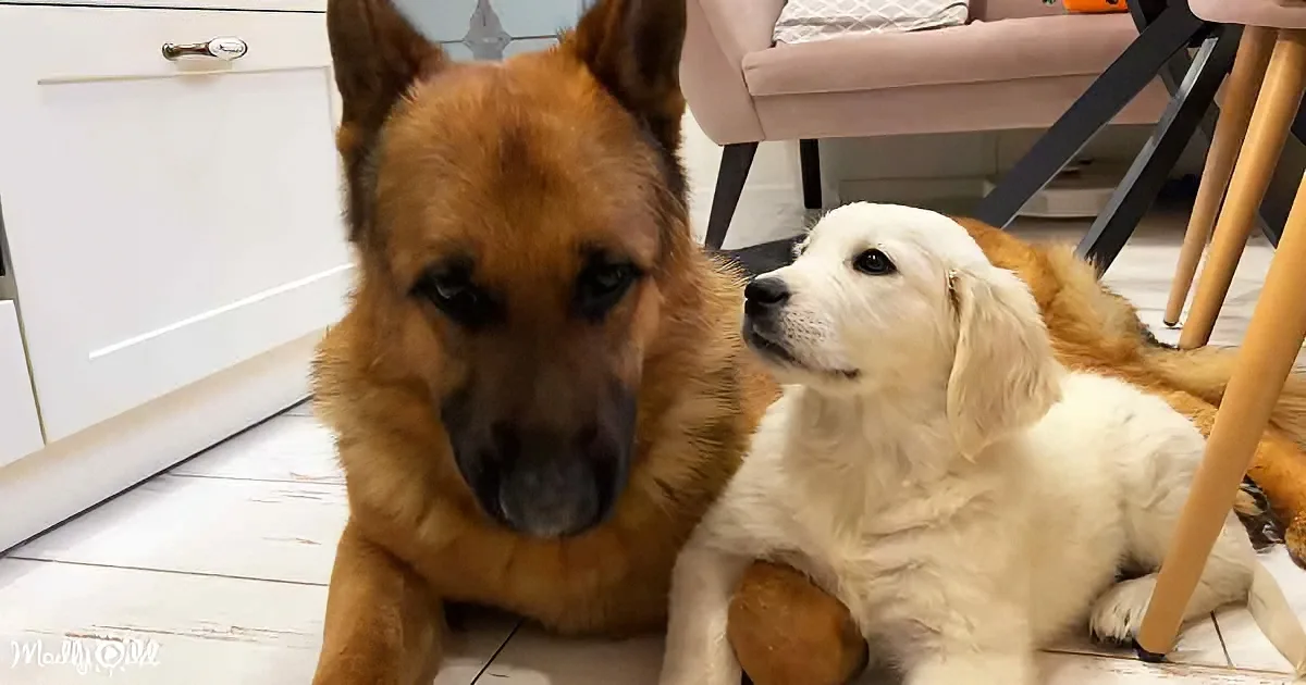 German Shepherd and puppy
