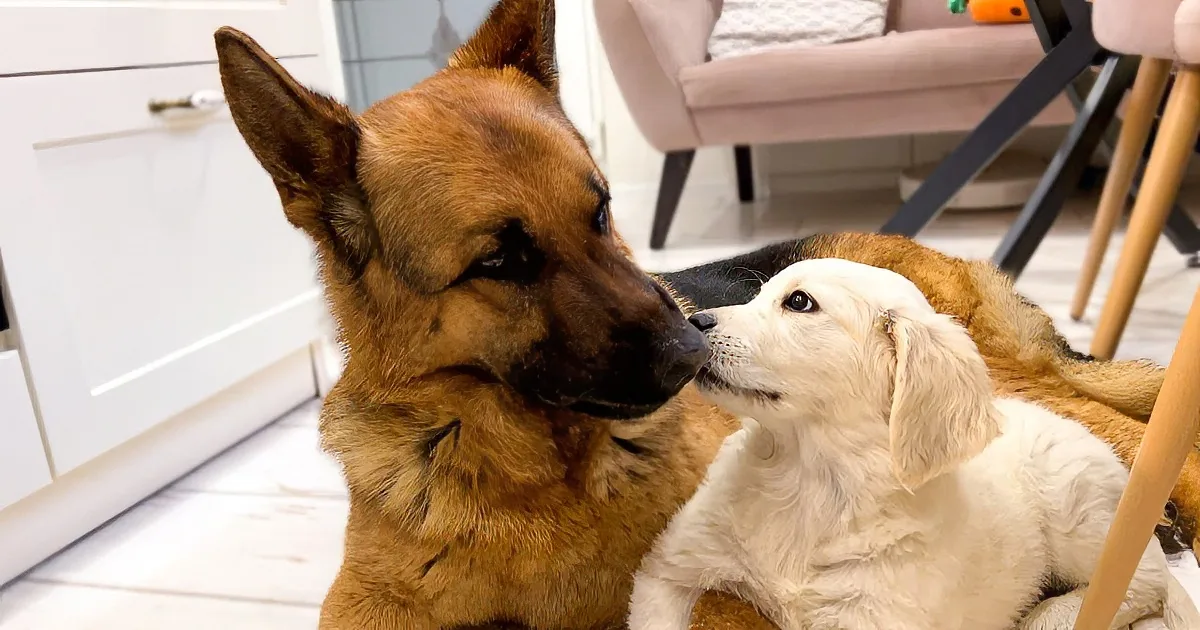 A German Shepherd's Gentle Love for Tiny Puppies