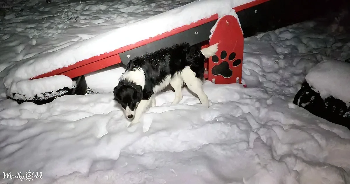 A black-and-white dog stands in snow near a red snowplow, its paw touching a paw print design.