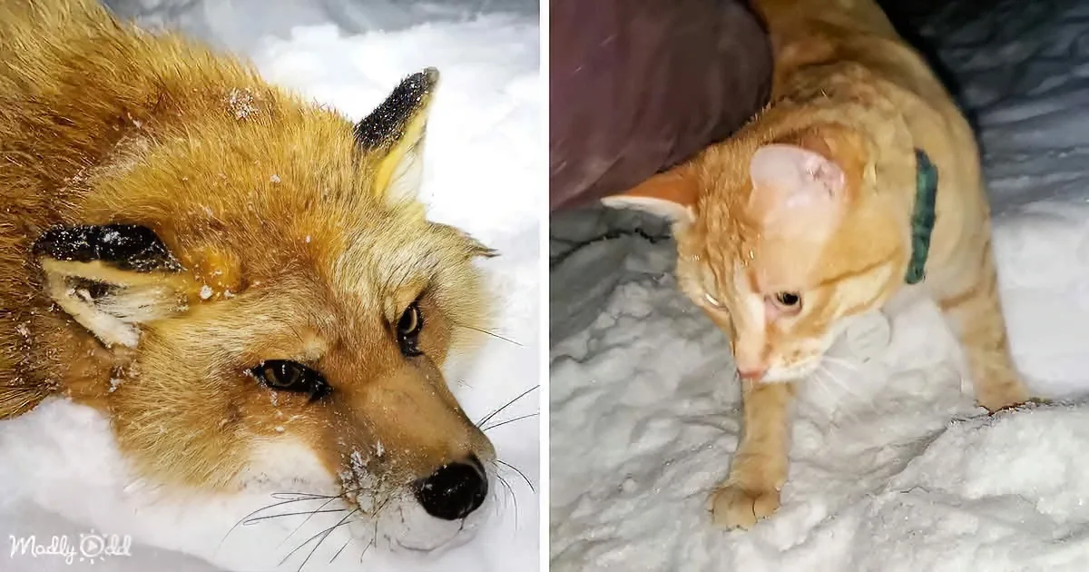 Finnegan Foxes, Tabby Cat, and Border Collie Puppy Romp in the Snow