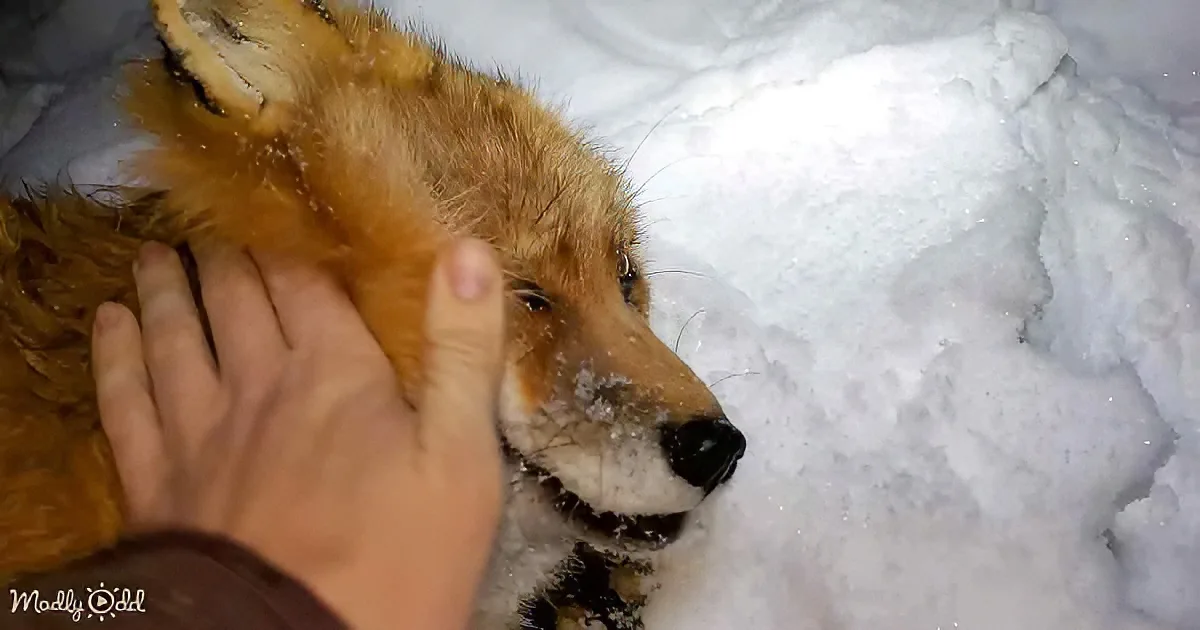 A hand gently pets a fox lying in the snow, its fur and nose dusted with snowflakes.