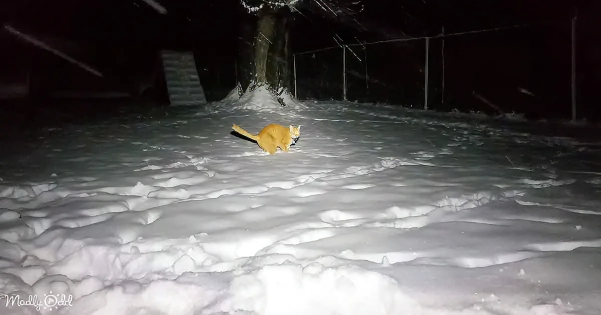 An orange cat walks through a snowy yard at night, illuminated by a light source.