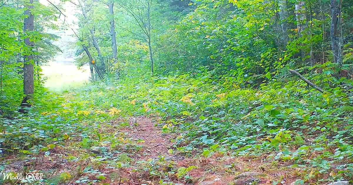 Camera Left in Woods for a Year Reveals a Secret Wildlife Oasis