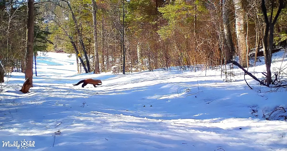 Trail camera capturing wildlife