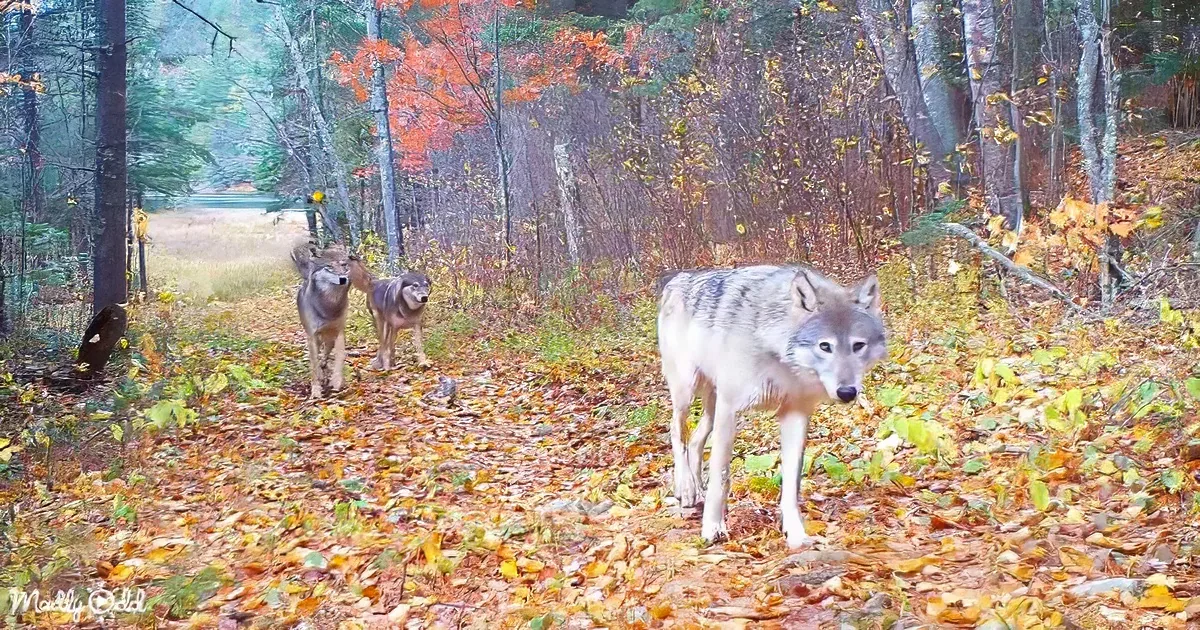 Trail camera capturing wildlife