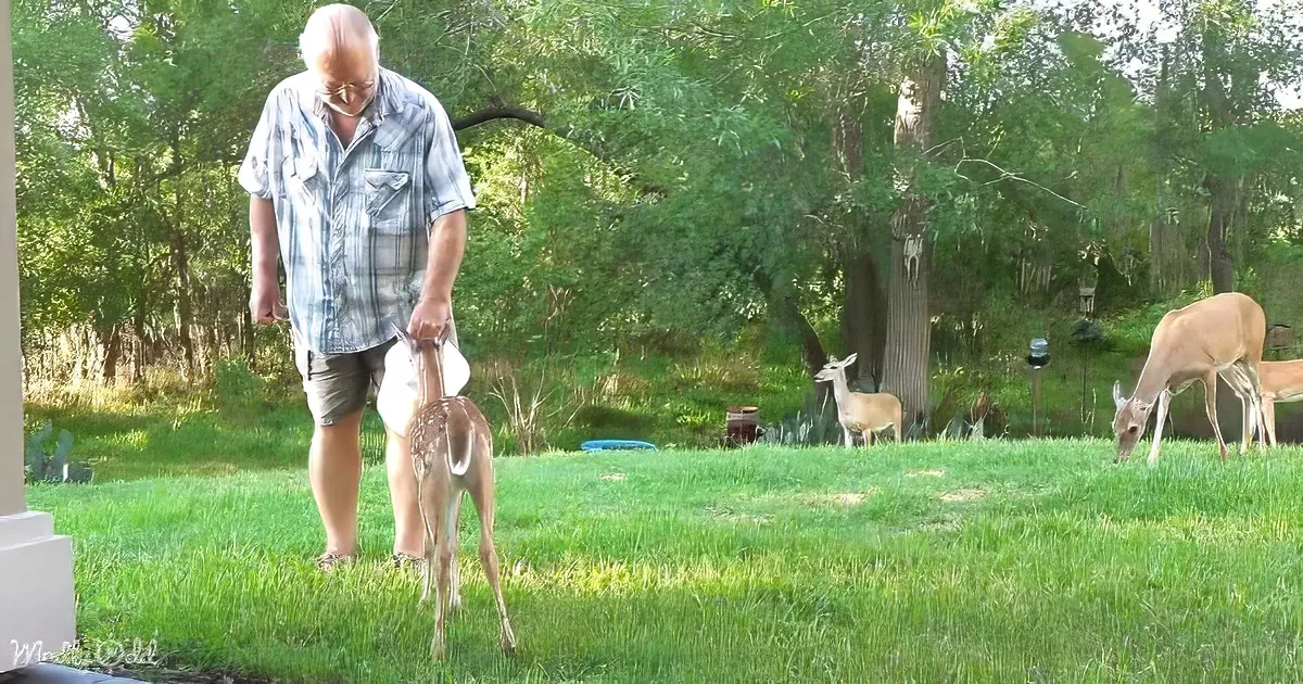An elderly man holds a fawn in his arms while standing on a grassy lawn with other deer grazing nearby.