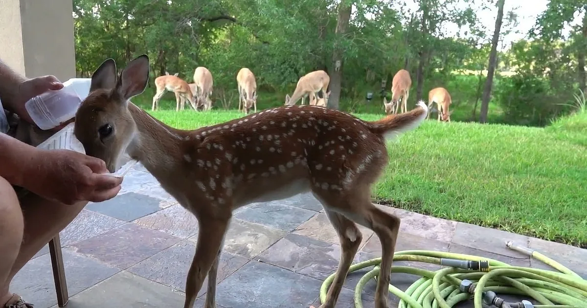 Bambi's Buddy: a Man's Unusual Relationship With a Baby Deer