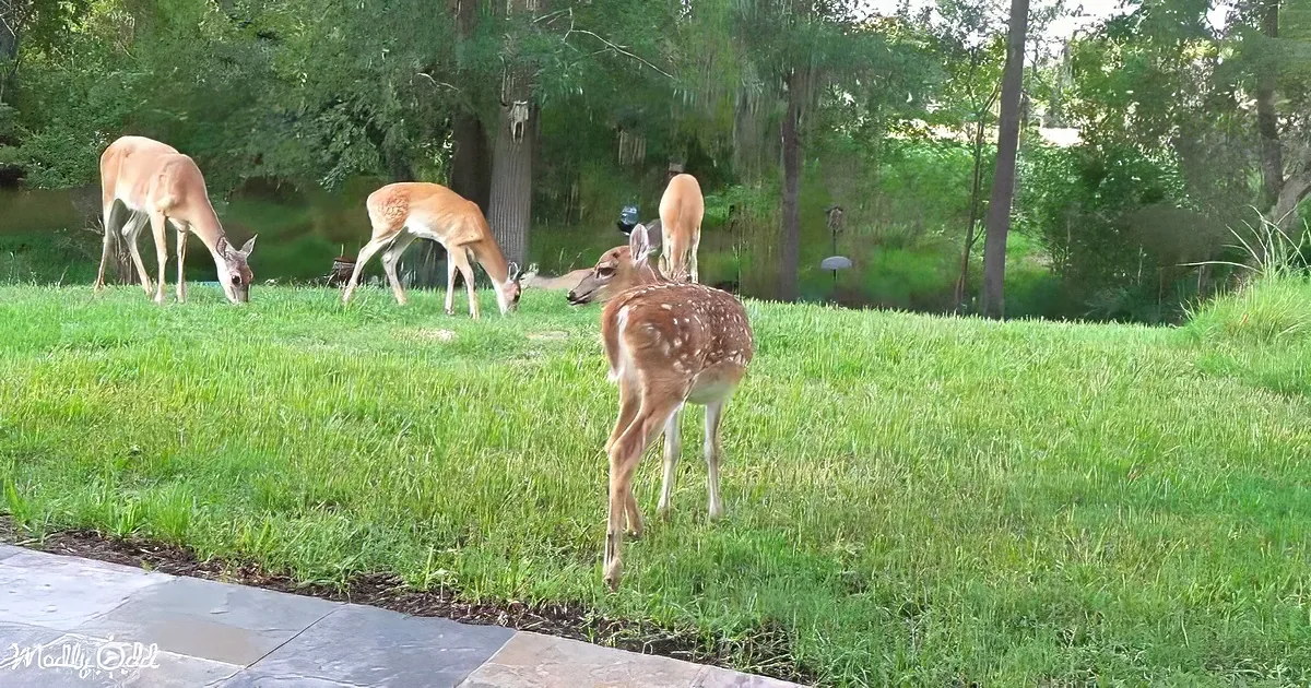 A fawn with white spots walks across a lush green lawn, surrounded by grazing deer and trees.