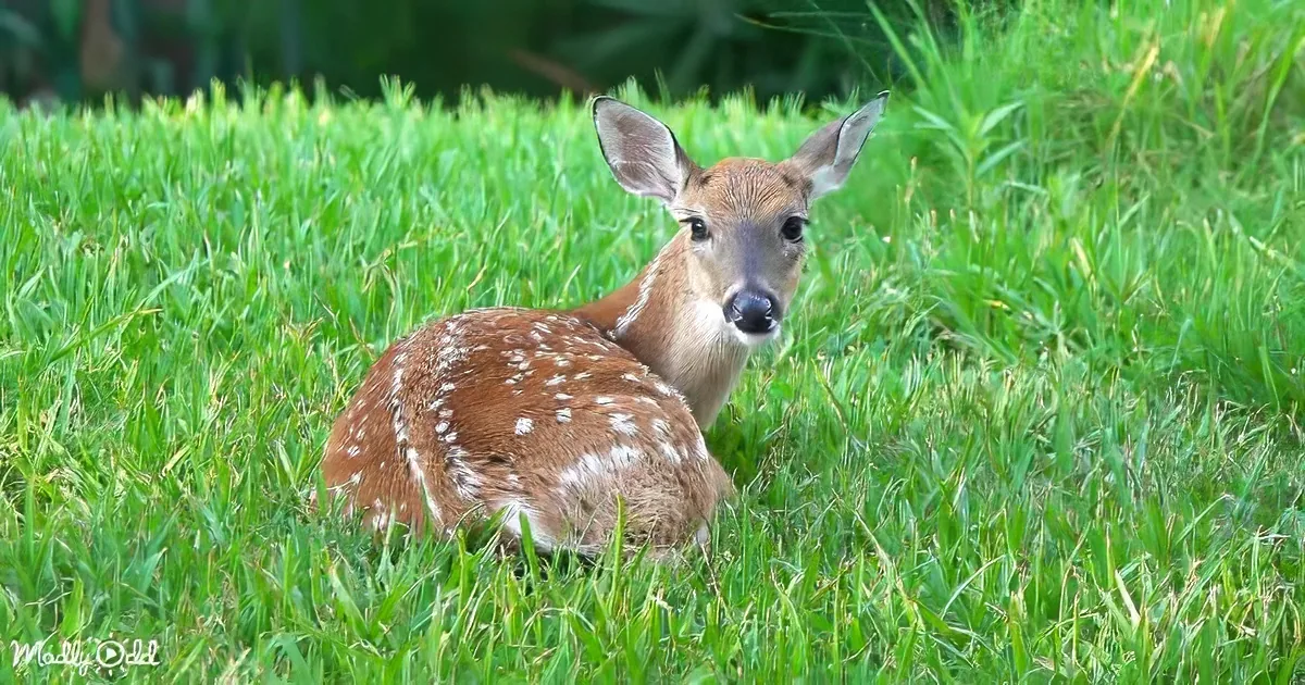 A young deer with brown fur and white spots rests on lush green grass.