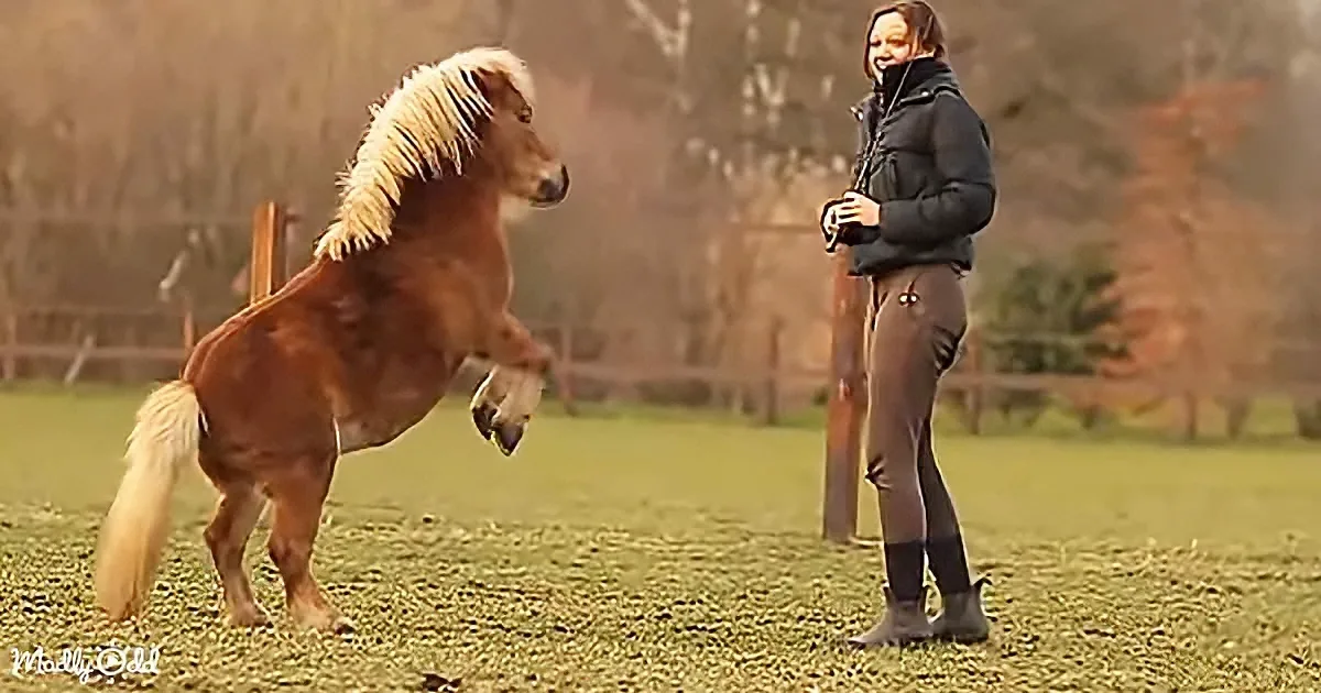 Cute Horses' Training Bloopers Will Make Your Day