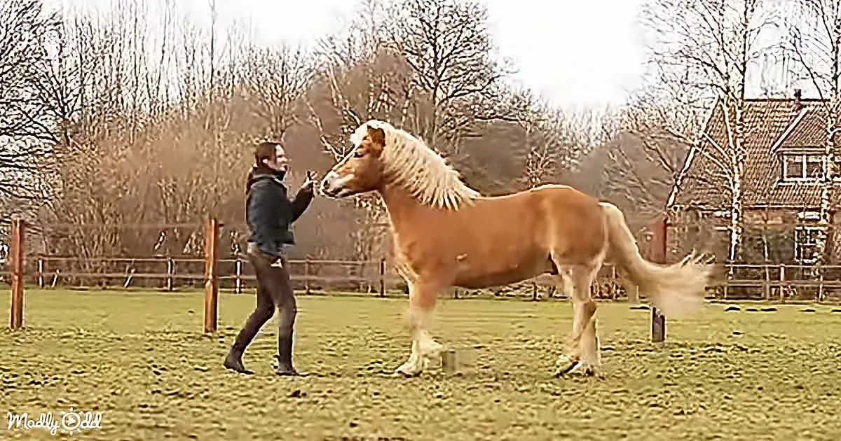 A large, unusual horse-like creature stands in a field, with a person nearby, in a rural setting.