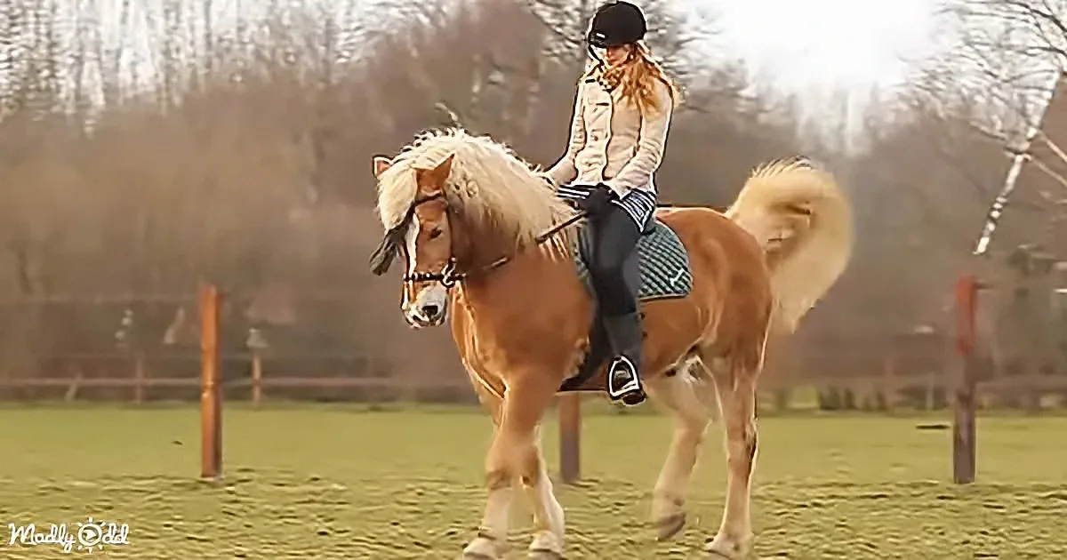 A rider in a white jacket and black helmet is riding a light brown horse with a flowing mane in a grassy field.