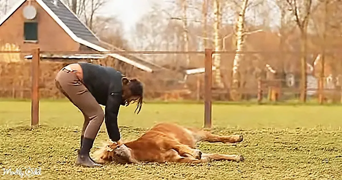 A woman bends down to pet a relaxed brown dog lying on a grassy field near a fenced area and house.