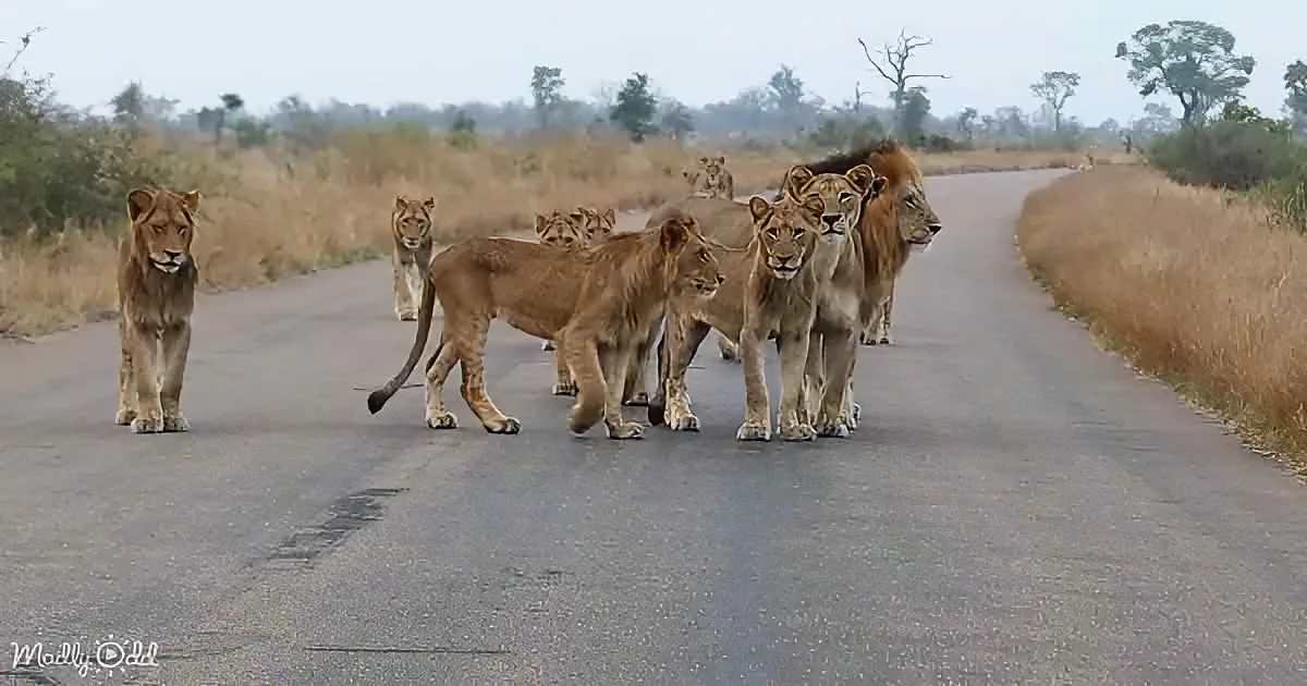 Mega lion pride