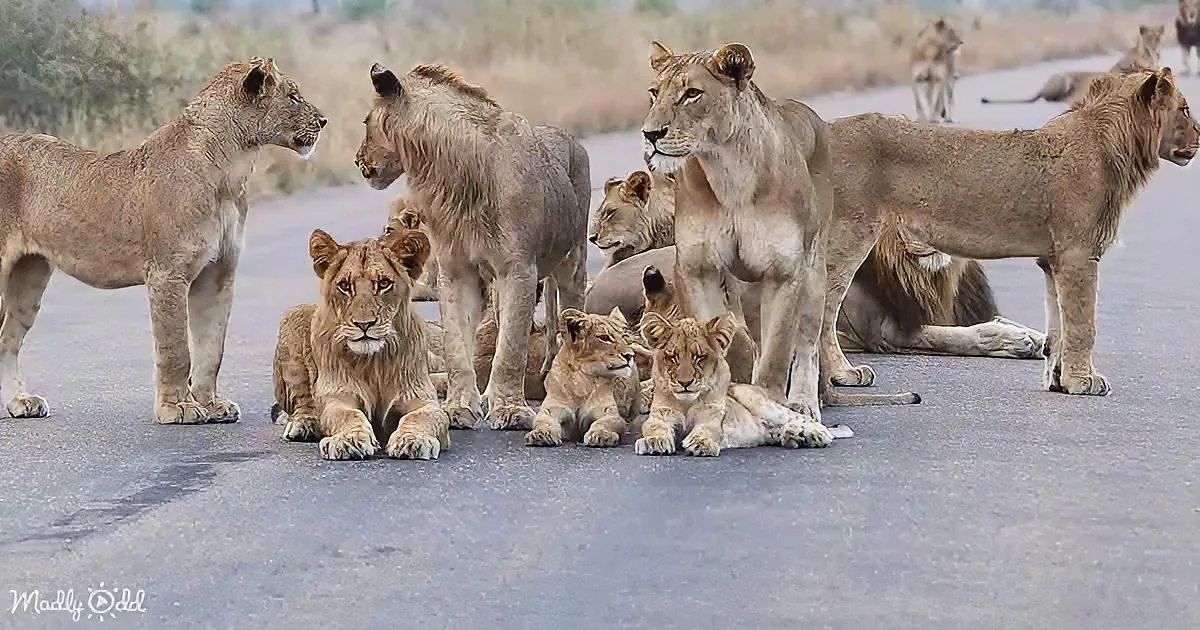 Mega lion pride