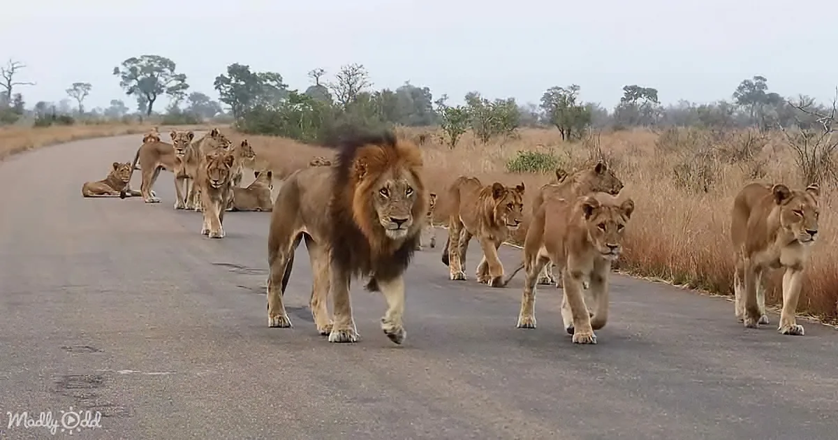 Mega lion pride