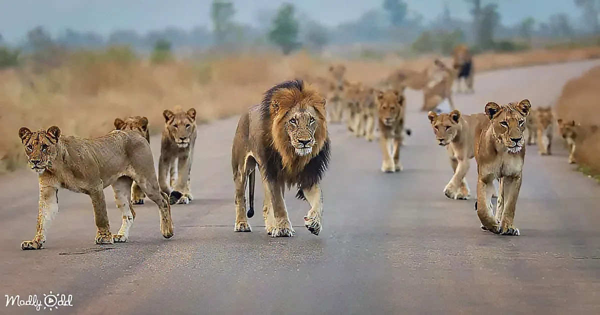 A pride of lions, led by a male, walks confidently down a paved road in a dry landscape.