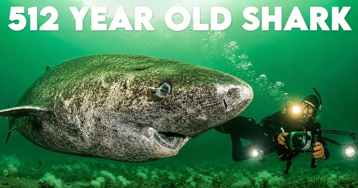 A diver captures a close-up of a massive, textured fish underwater.