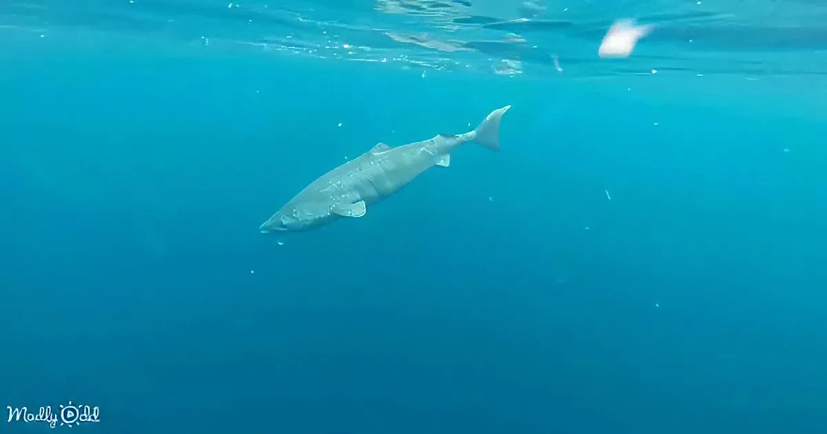 A fish swims gracefully in clear blue water, its body streamlined and fins visible.