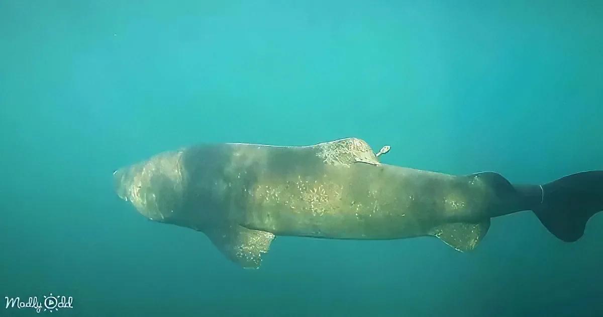 A large, grayish shark swims underwater near a diver, with a small object attached to its back.