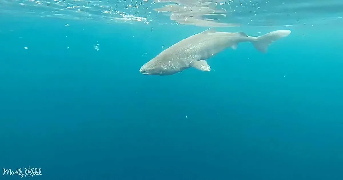 A shark swims gracefully in clear blue water, its body partially submerged.
