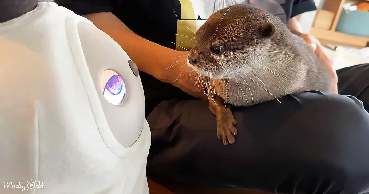 An otter sits on someone's lap, looking curious, with a person in a white shirt nearby.
