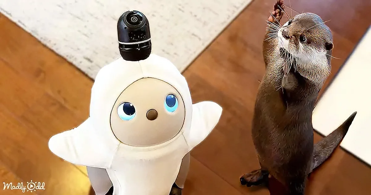 Lifelike AI Robot Makes Friends With Two Curious Otters