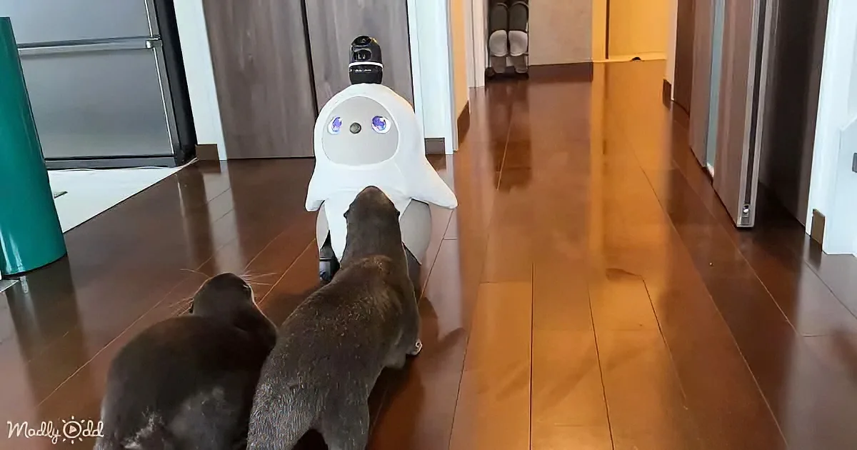Two cats observe a white robot with glowing eyes on a wooden floor.