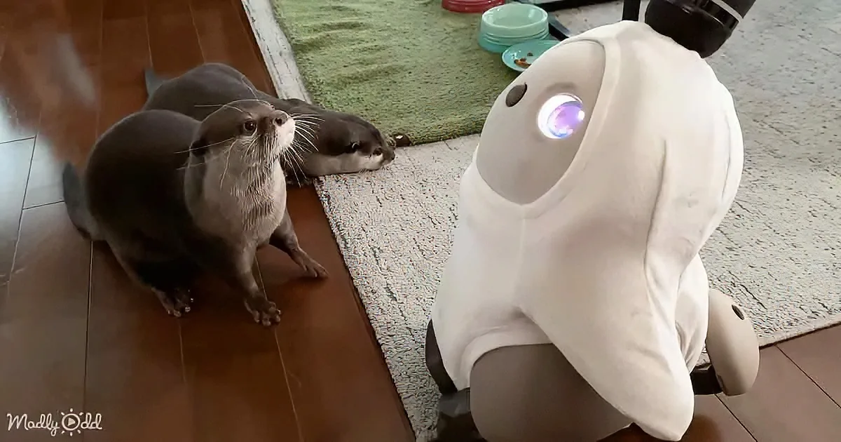 Two otters observe a white robot with a glowing eye on a wooden floor.
