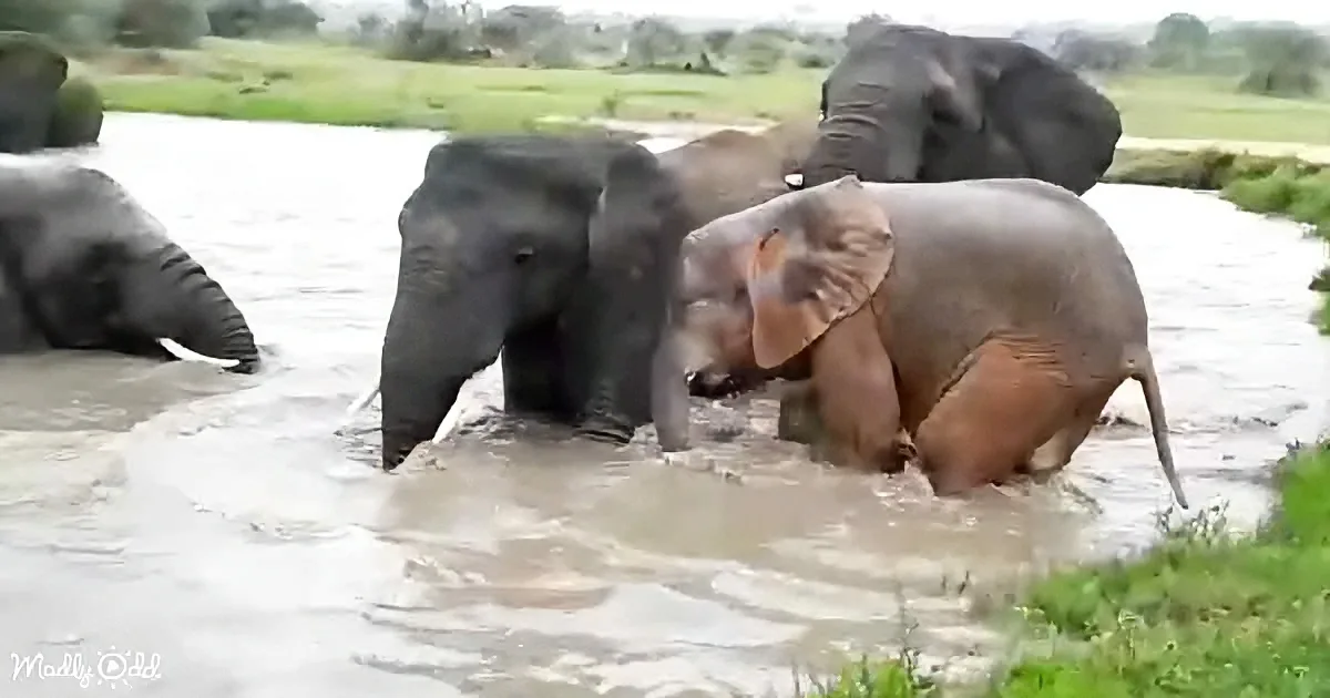 Elephants are bathing in a river, with one elephant playfully splashing water.