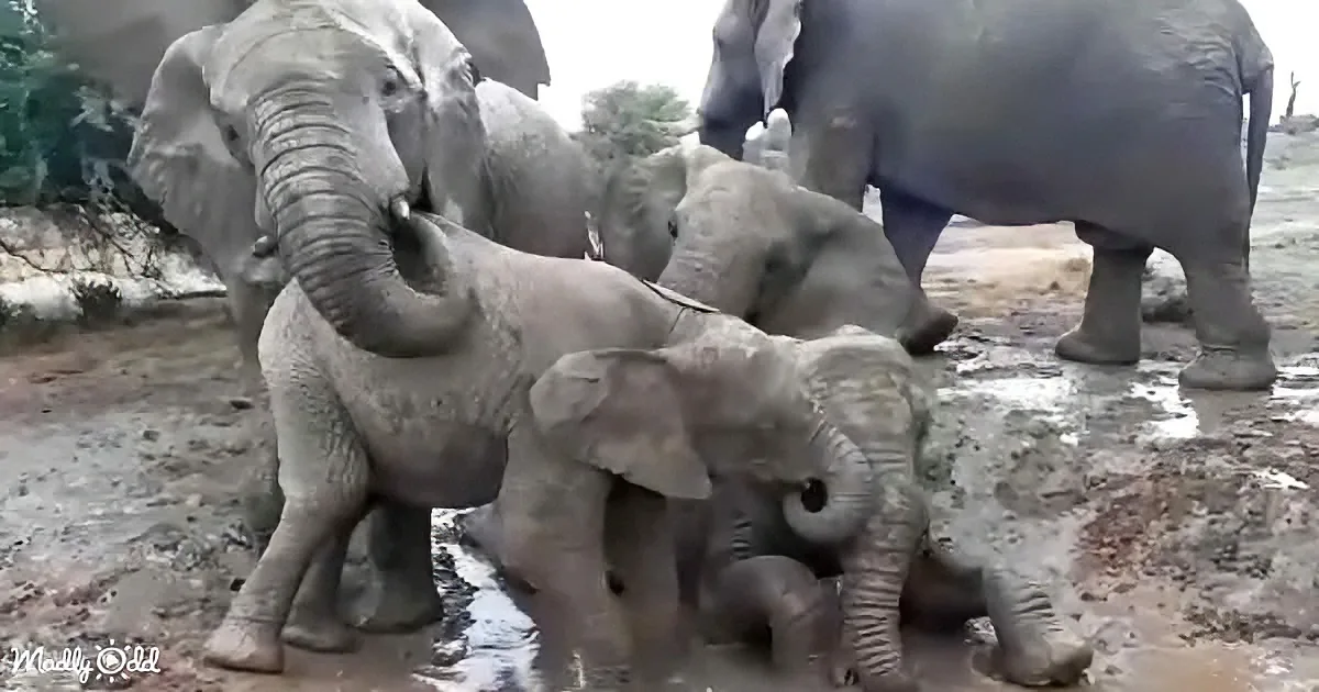 Elephants playfully splash in muddy water, with one lifting its trunk in the air.