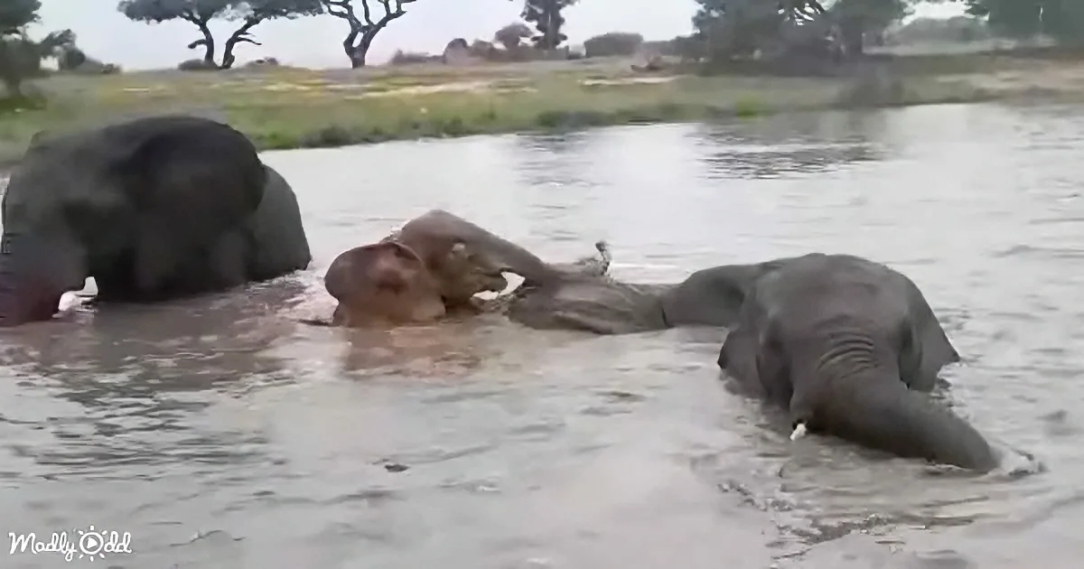 Elephants playfully splash in a river, their trunks raised, enjoying the water.