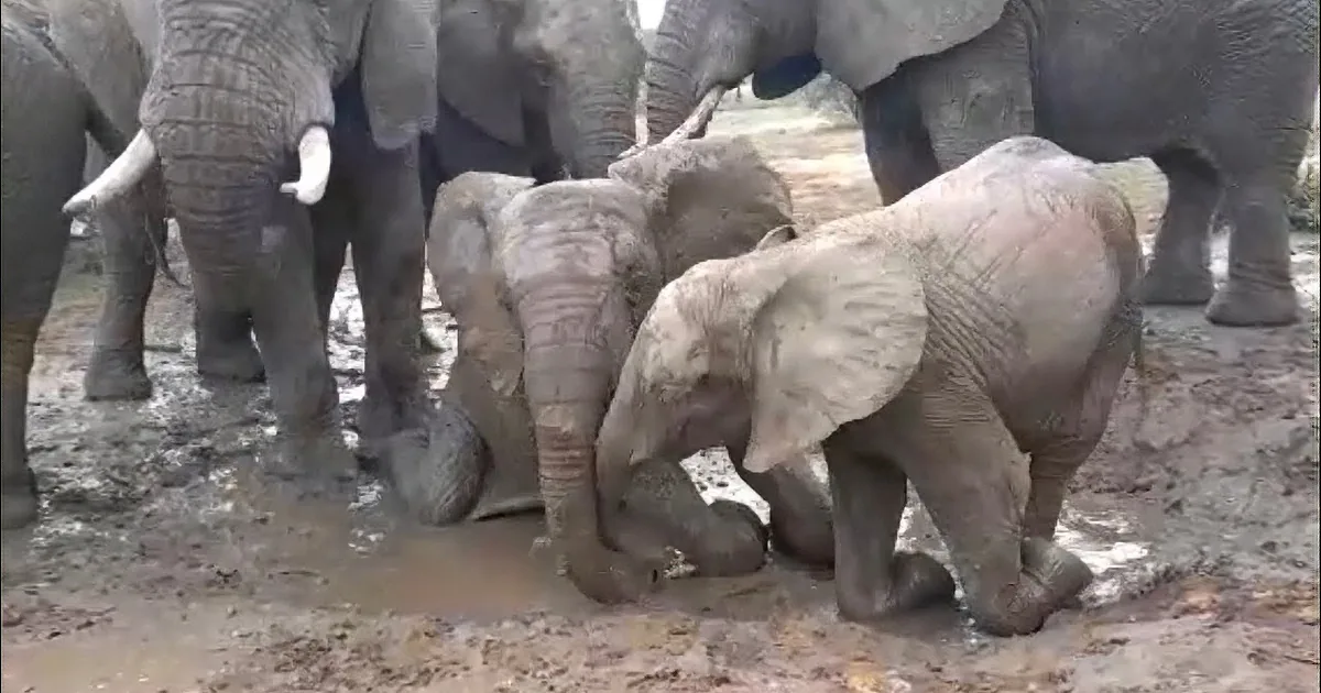 Incredibly Unique Baby Albino Elephant Plays in the Mud Pit