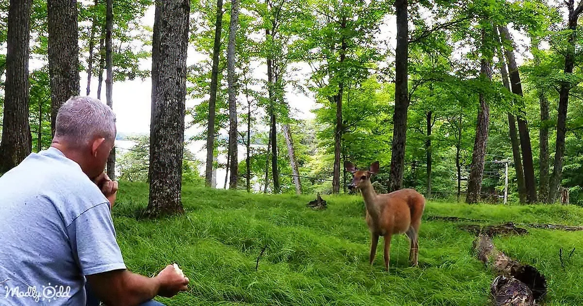 Wild Deer Comes Running Towards a Man Crunching on an Apple