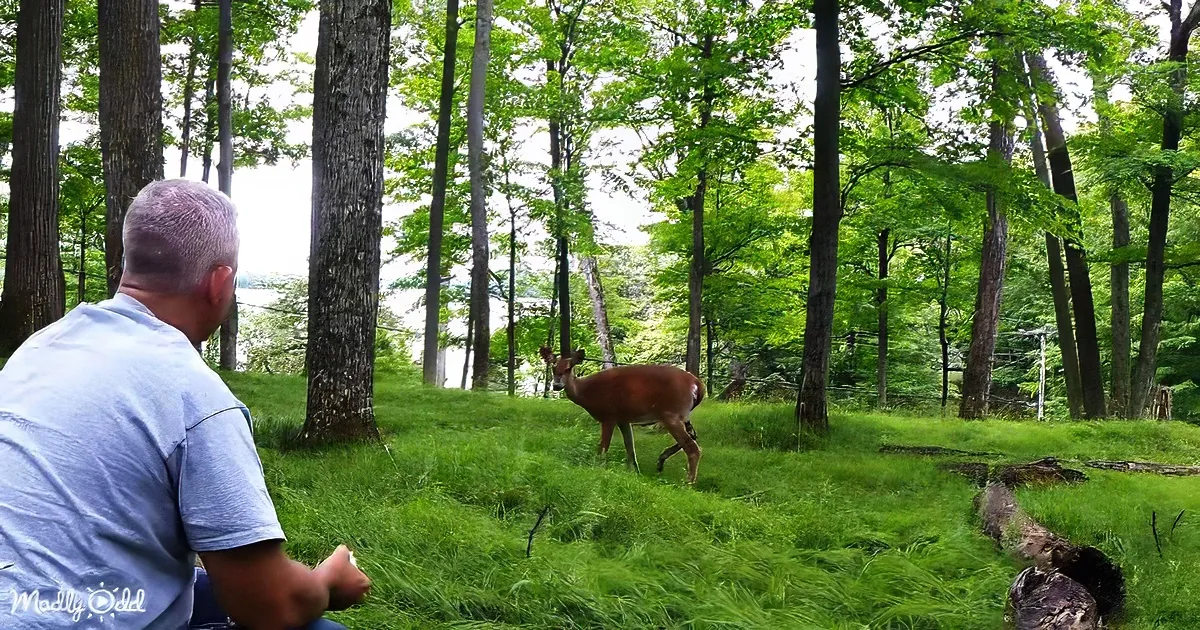 A man sits on a grassy hillside, observing a deer in a lush forest setting near a body of water.