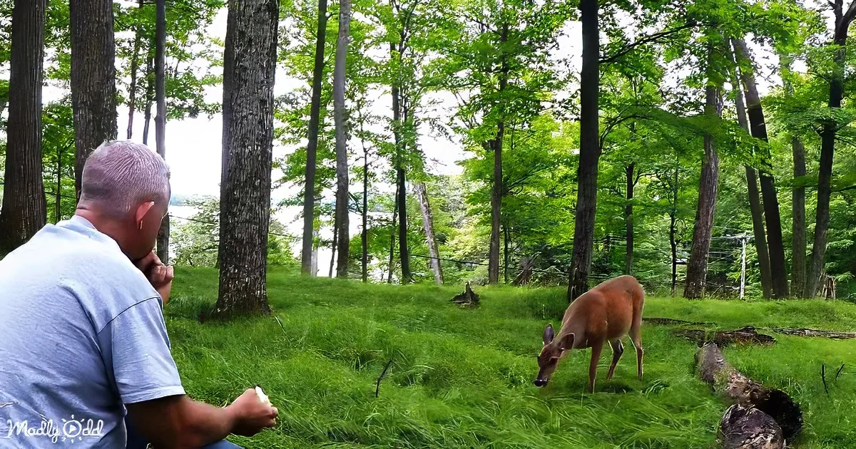 A man sits on a grassy hillside, observing a deer grazing nearby, with a serene forest and water in the background.