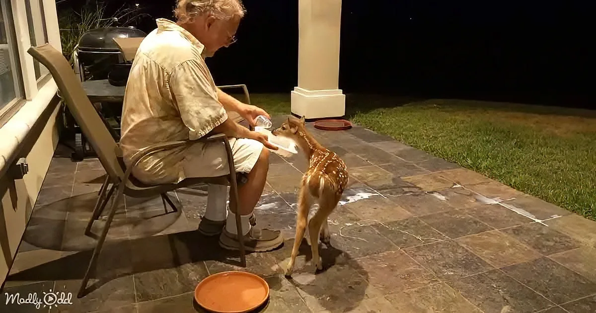 Baby Whitetail Deer'