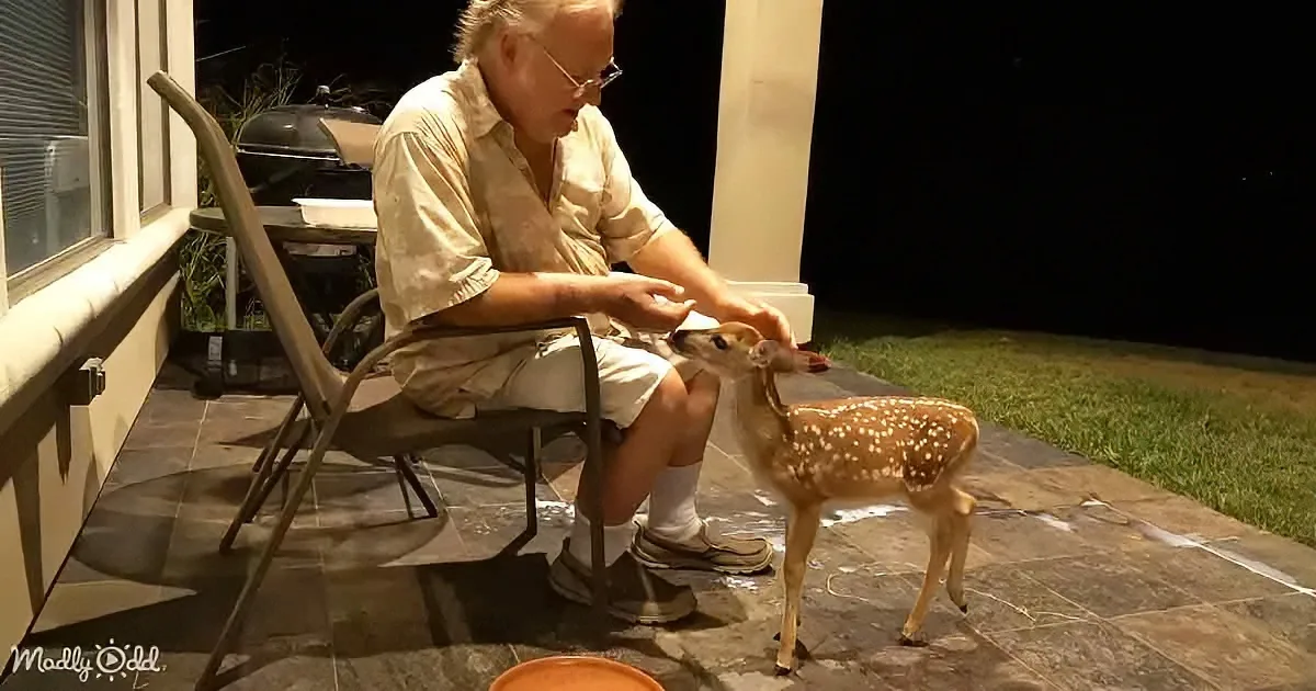 Baby Whitetail Deer'