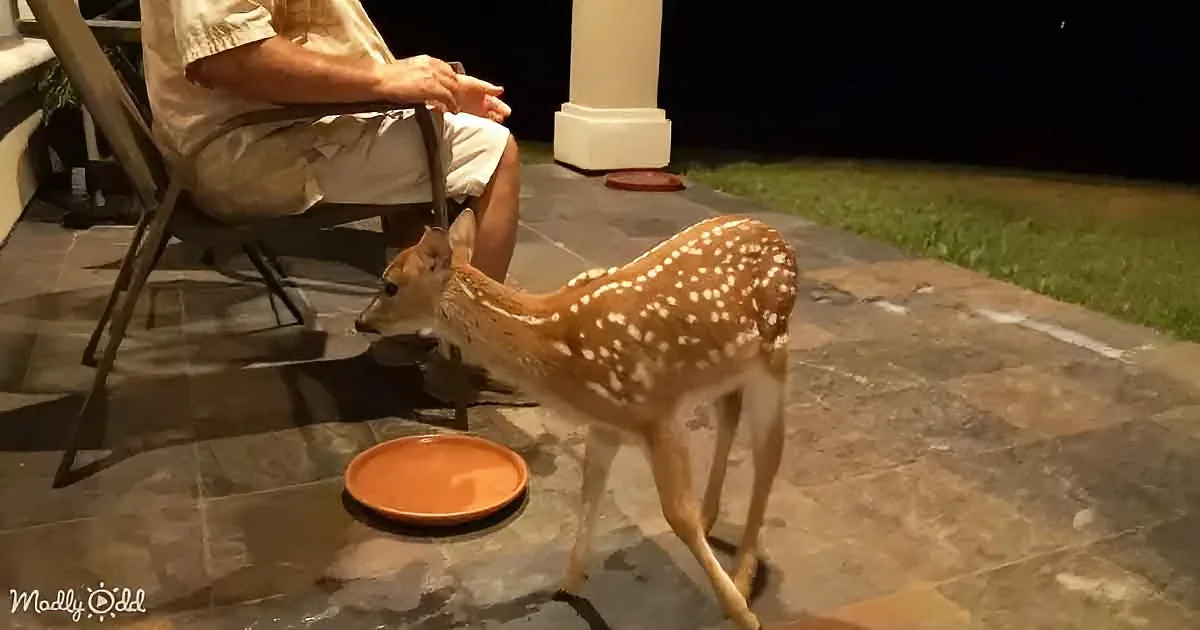 Baby Whitetail Deer'