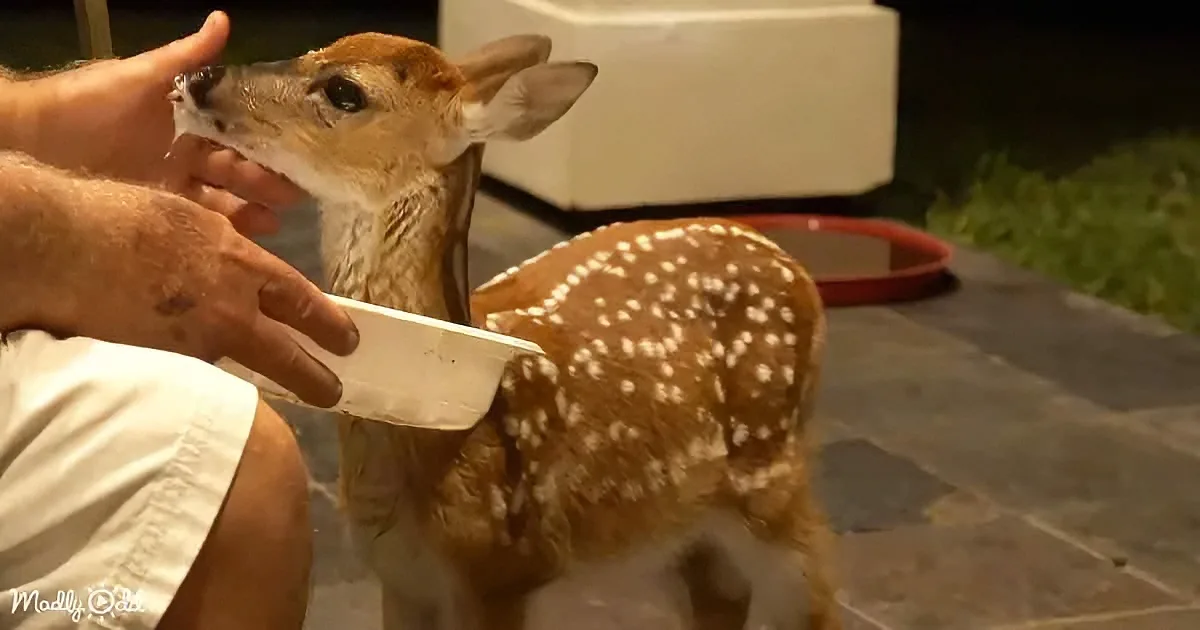 Baby Whitetail Deer's Search for a Good Meal Leads to a Touching Encounter