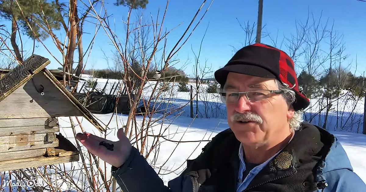 A man in a red plaid hat and glasses holds seeds near a birdhouse in a snowy, tree-filled winter landscape.