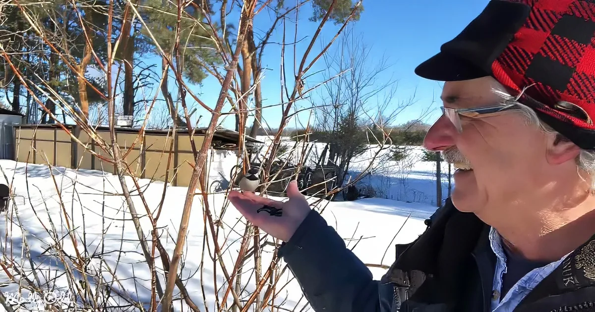A man wearing a red plaid hat and glasses holds out his hand near a small bird perched on a bare bush in a snowy yard.