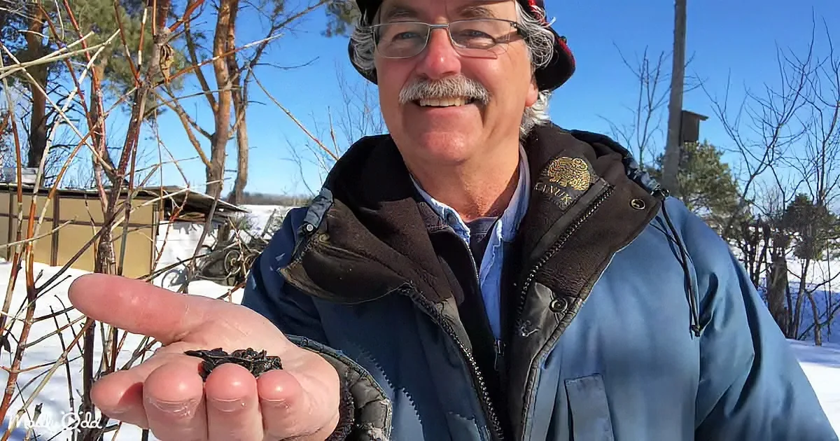 A man in a winter jacket holds a handful of small, dark objects in a snowy outdoor setting.