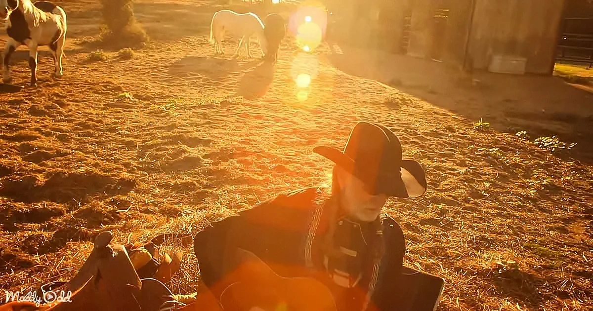 A child in a cowboy hat sits on hay, bathed in golden sunlight, with horses grazing in the background.