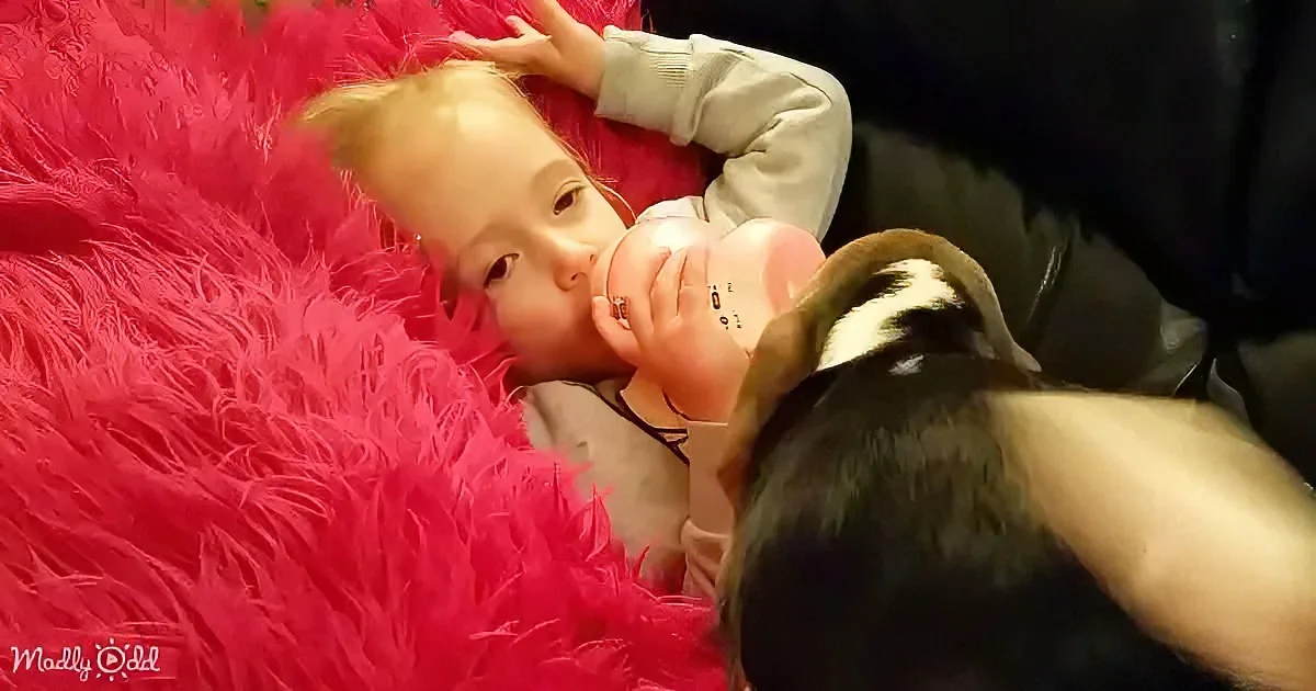 Adorable Beagle pup and toddler