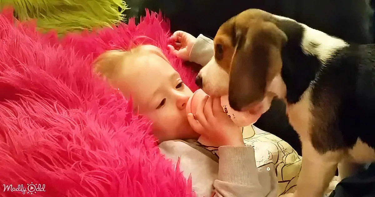 Adorable Beagle pup and toddler