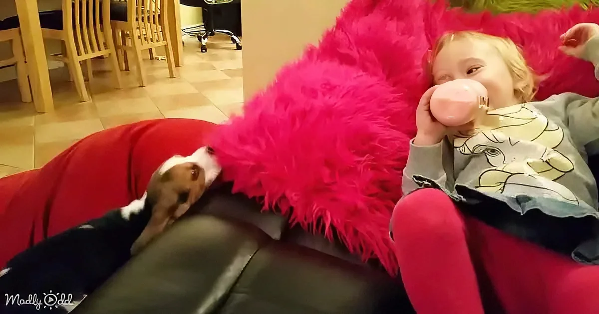 Adorable Beagle pup and toddler