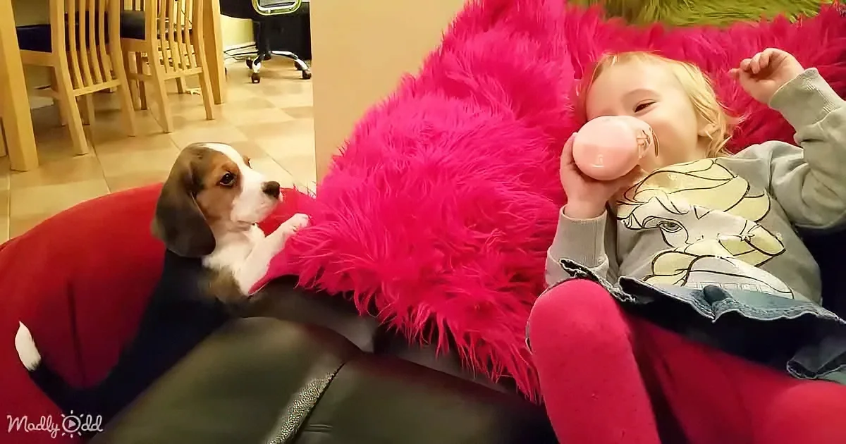 ''Fur-Tastic' Beagle's Hilarious Attempt to Climb on the Couch'