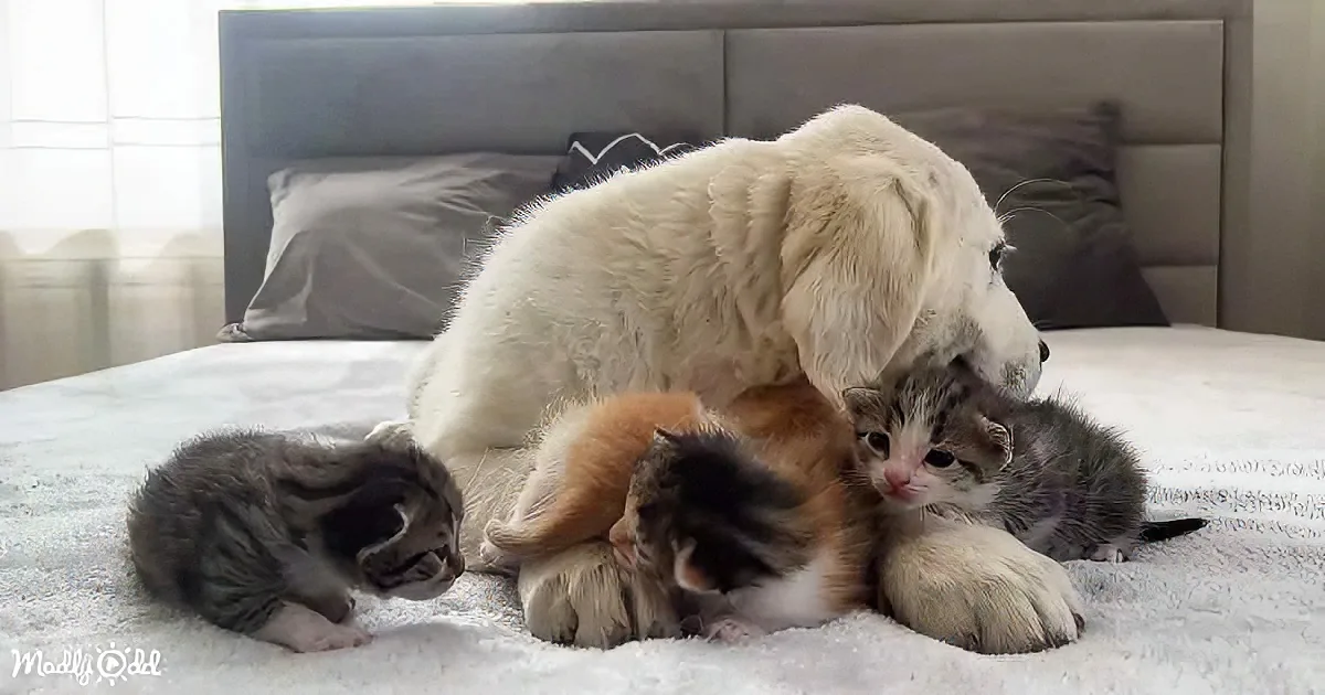 Golden Retriever and Kittens